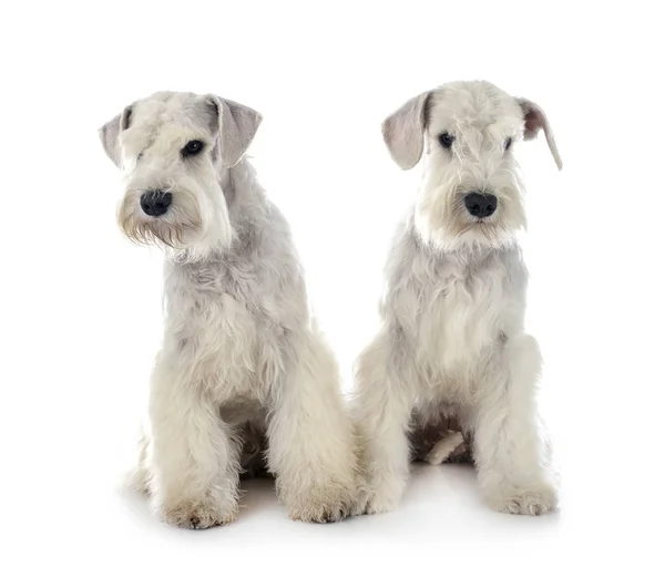 Schnauzers en miniatura en estudio — Foto de Stock