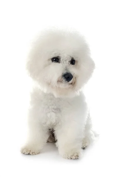 Bichon frise en estudio —  Fotos de Stock