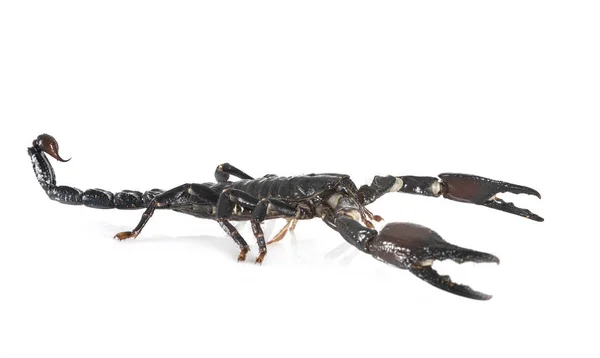 Scorpion Noir De Malaisie Images Libres De Droit Photos De Scorpion Noir De Malaisie Depositphotos