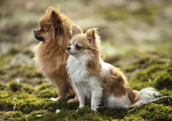 Perros en la naturaleza —  Fotos de Stock