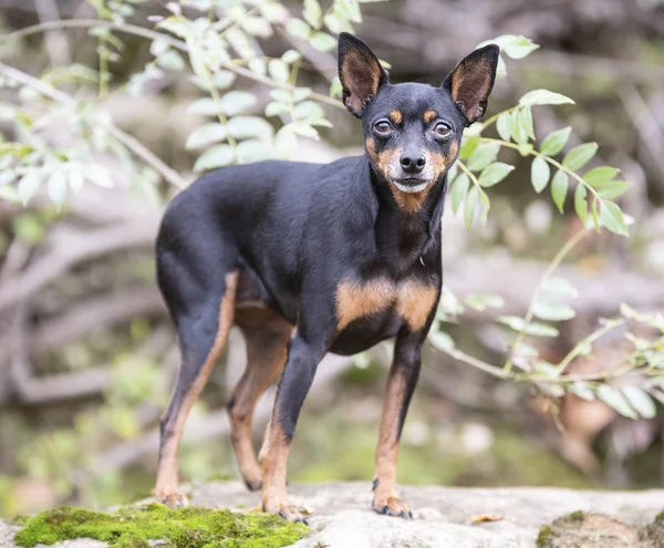 Miniaturpinscher in der Natur — Stockfoto