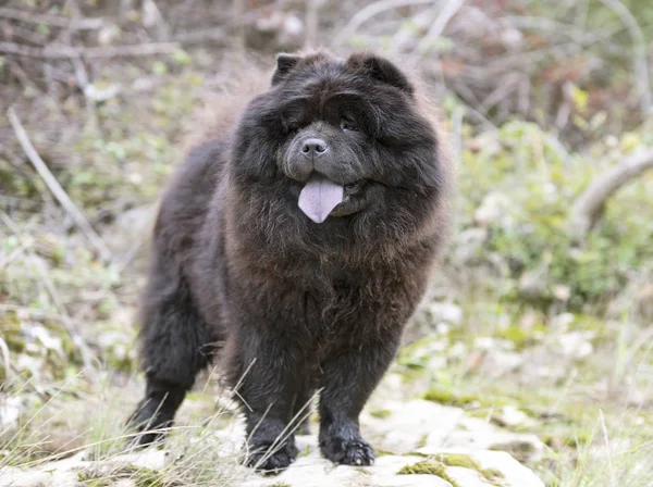 Chow chow in natura — Foto Stock