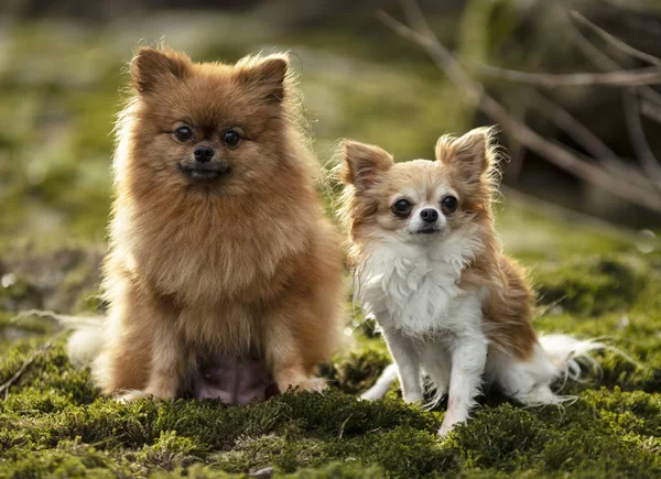 Psi v přírodě — Stock fotografie
