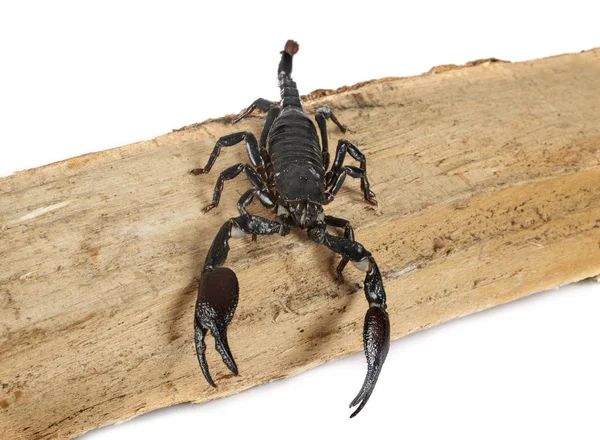Scorpion Noir De Malaisie Images Libres De Droit Photos De Scorpion Noir De Malaisie Depositphotos