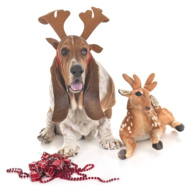 stüdyoda basset tazı