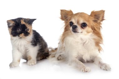 Egzotik kısa hava ve chihuahua