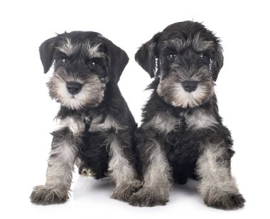 kukla minyatür schnauzer