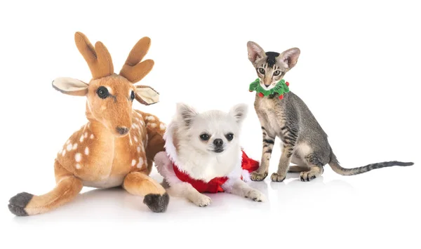 Orientalisk kattunge och Chihuahua — Stockfoto