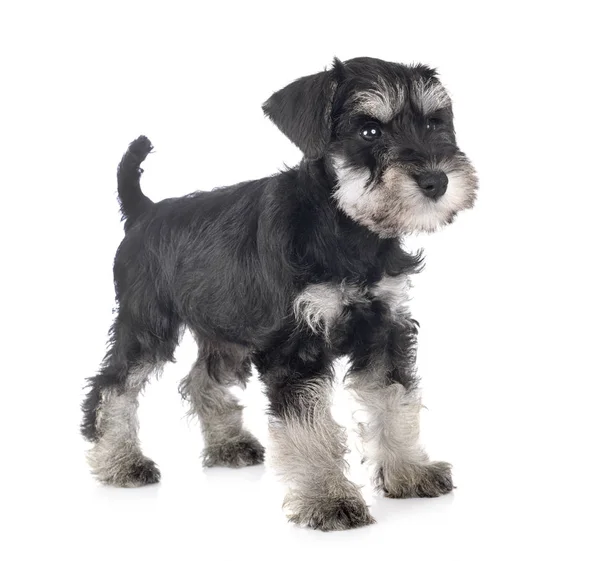 Valp dvärgschnauzer — Stockfoto