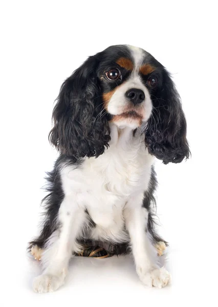 Cavalier King Charles — Stock Fotó