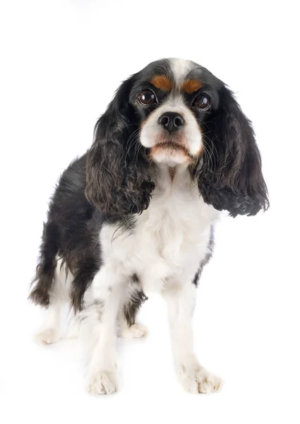 Cavalier king charles — Stock Photo, Image