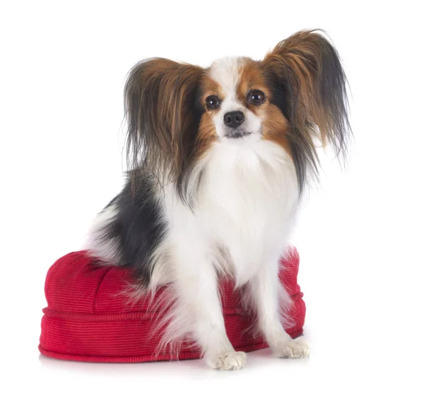 Papillon Hund im Atelier — Stockfoto