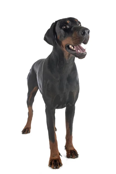 Doberman pinscher в студии — стоковое фото