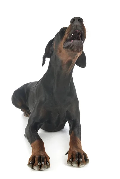 Doberman pinscher in studio — Foto Stock