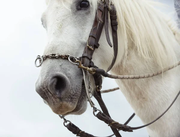 Bit y camargue caballo — Foto de Stock