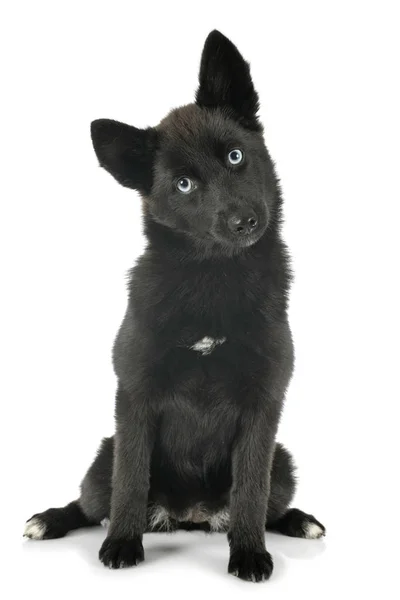 Pomsky em estúdio — Fotografia de Stock