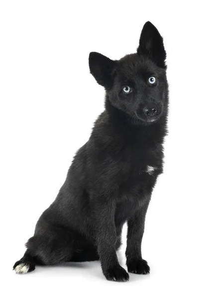 Pomsky en estudio — Foto de Stock