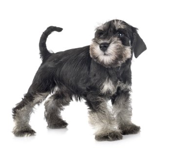 Köpek yavrusu minyatür schnauzer