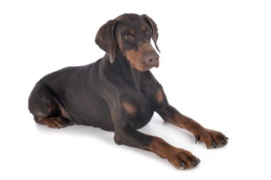 Doberman Pinscher stüdyoda.