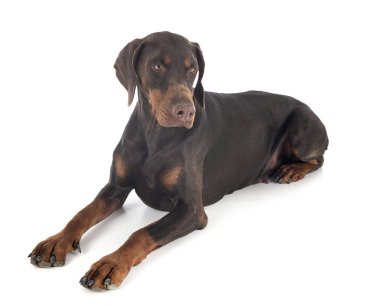 Doberman Pinscher stüdyoda.