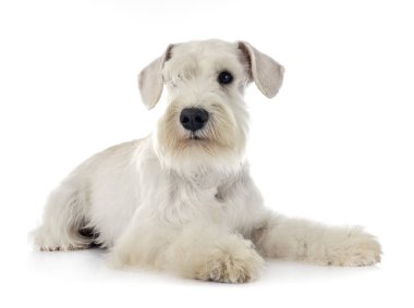 stüdyoda minyatür Schnauzer