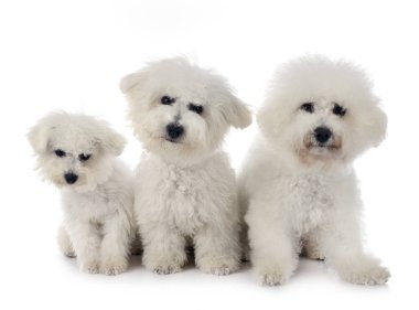 Bichon Frises stüdyoda