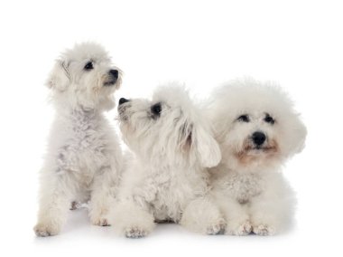 Bichon Frises stüdyoda