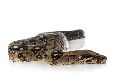 Boa Imperator stüdyoda