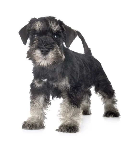 Kölyök Törpe schnauzer — Stock Fotó