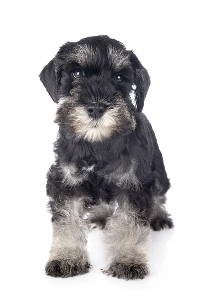 Puppy Dwergschnauzer — Stockfoto