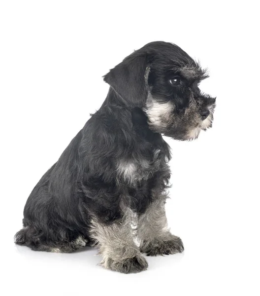 Puppy Sznaucer miniaturowy — Zdjęcie stockowe