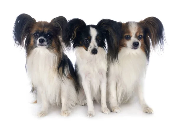 Papillon honden in de studio — Stockfoto