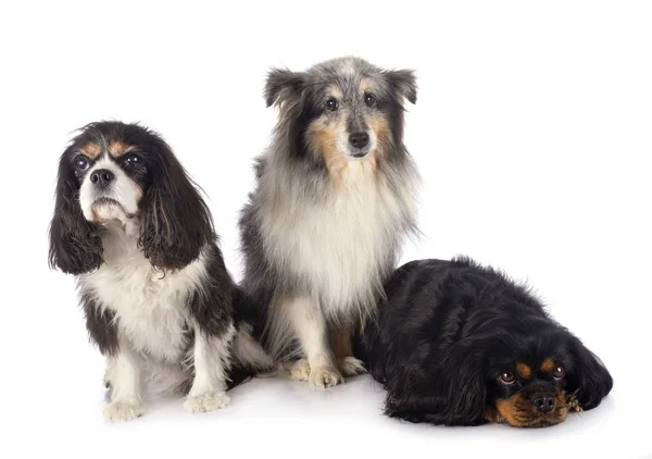 Three little dogs — Stock Photo, Image