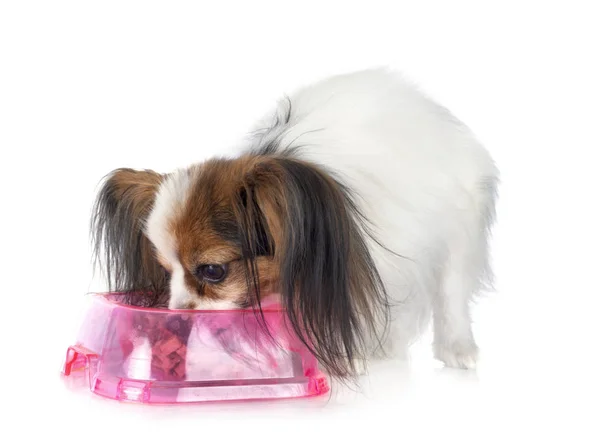 Papillon dog in studio — Stock Photo, Image