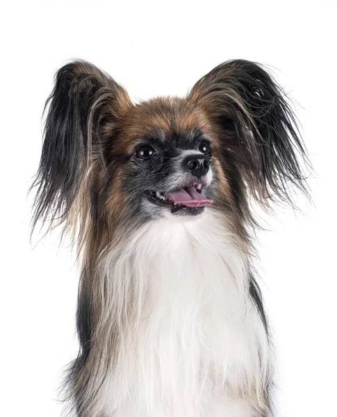 Papillon dog in studio — Stock Photo, Image