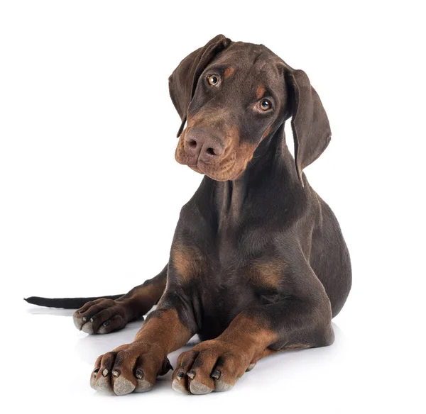 Puppy doberman pinscher in studio — Stockfoto