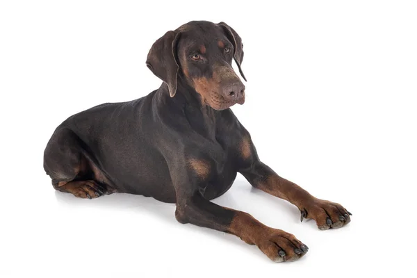 Doberman pinscher in de studio — Stockfoto