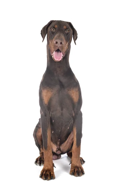 Doberman pinscher in studio — Stock Photo, Image