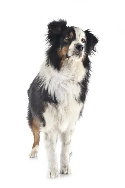 Australian shepherd i studio — Stockfoto