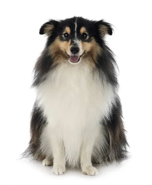 Shetland sheepdog i studio — Stockfoto