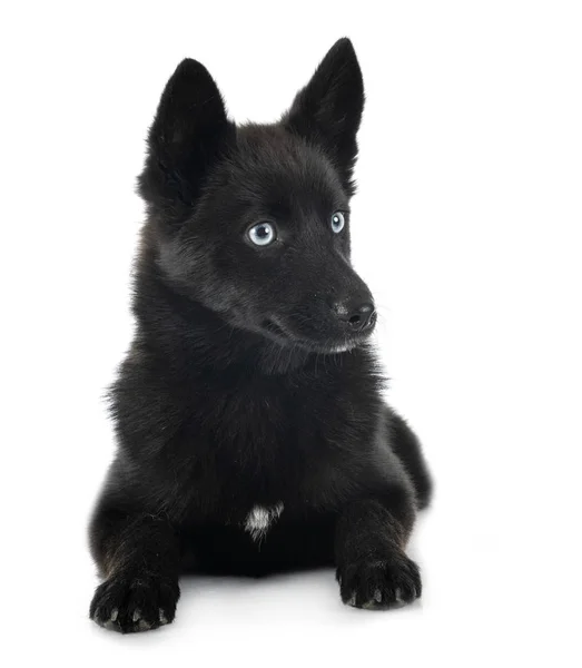 Pomsky in studio — Stock Photo, Image