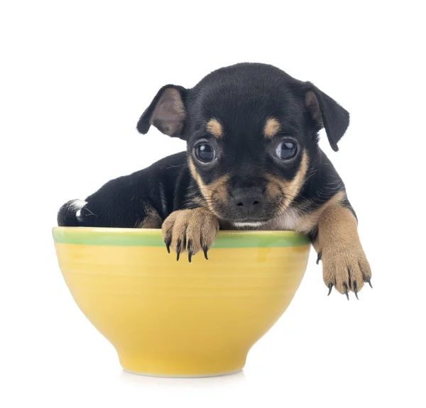 Chihuahua i studio — Stockfoto