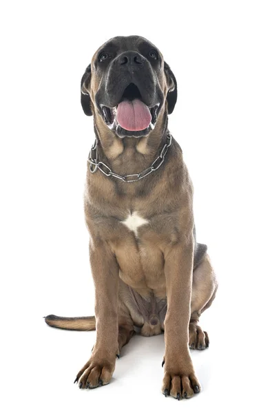 Puppy cane corso — Stock Photo, Image