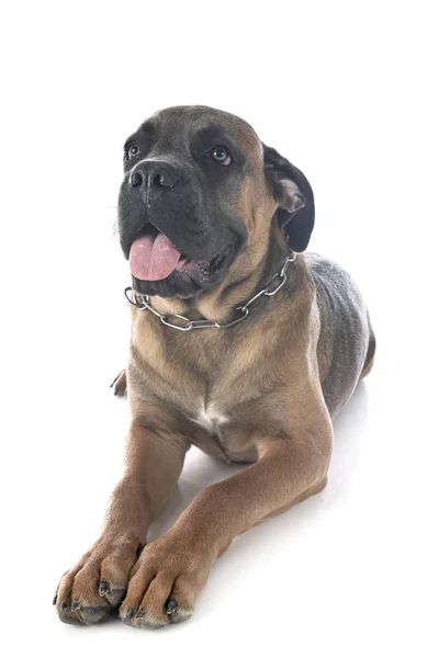 Szczeniak cane corso — Zdjęcie stockowe