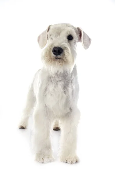 Miniature schnauzer in studio — Stock Photo, Image