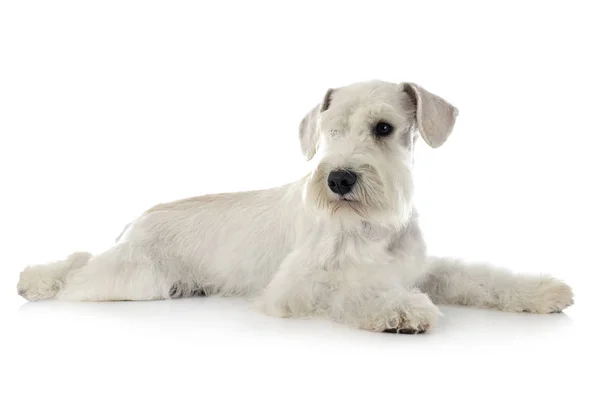 Miniatuur Schnauzer in Studio — Stockfoto