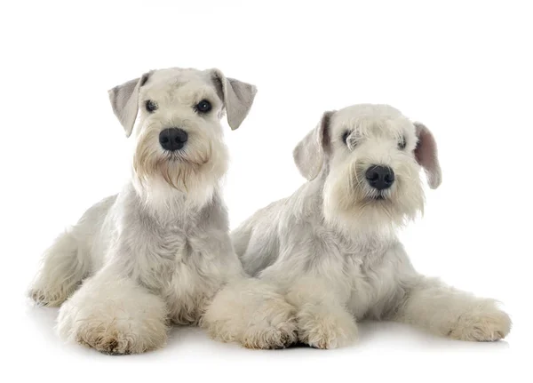 Miniature schnauzers in studio — Stock Photo, Image