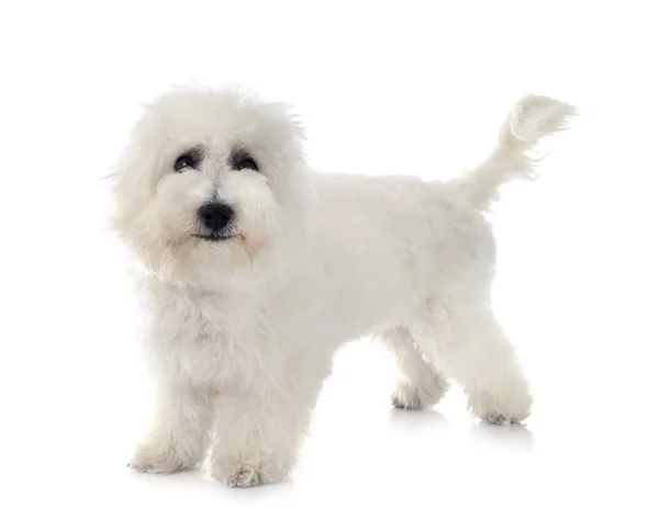 Bichon frise im studio — Stockfoto