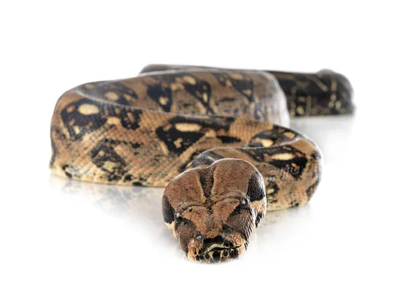 Boa imperator in studio Stock Photo