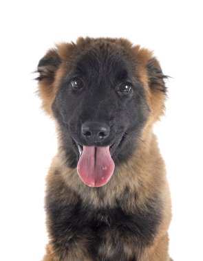 Stüdyodaki köpek yavrusu.